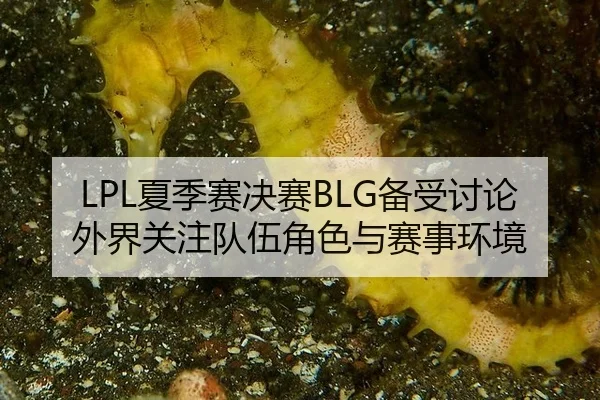 LPL夏季赛决赛BLG备受讨论 外界关注队伍角色与赛事环境 - leyu